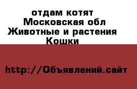 отдам котят - Московская обл. Животные и растения » Кошки   